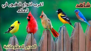 أفضل مجموعة طيور في العالم / #غرائب_حول_العالم / أجمل وأبهى أنواع الطيور
