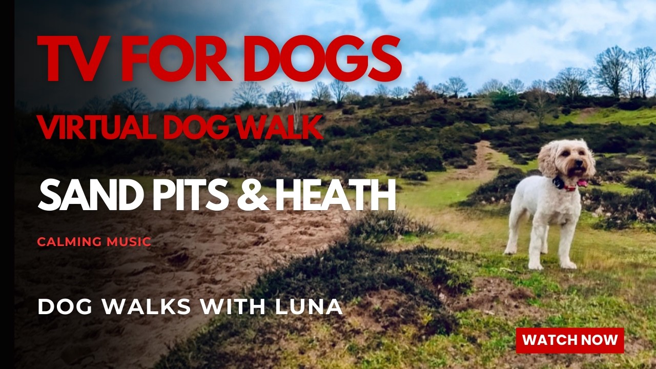 TV for Dogs & Humans 🐶 9hr 4K Virtual Dog Walk 🐾 Sand Pits & Heath Land. Calming Piano Music.