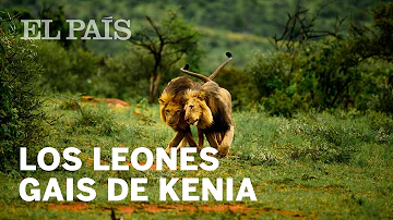 ¿Pueden aparearse dos leones machos?