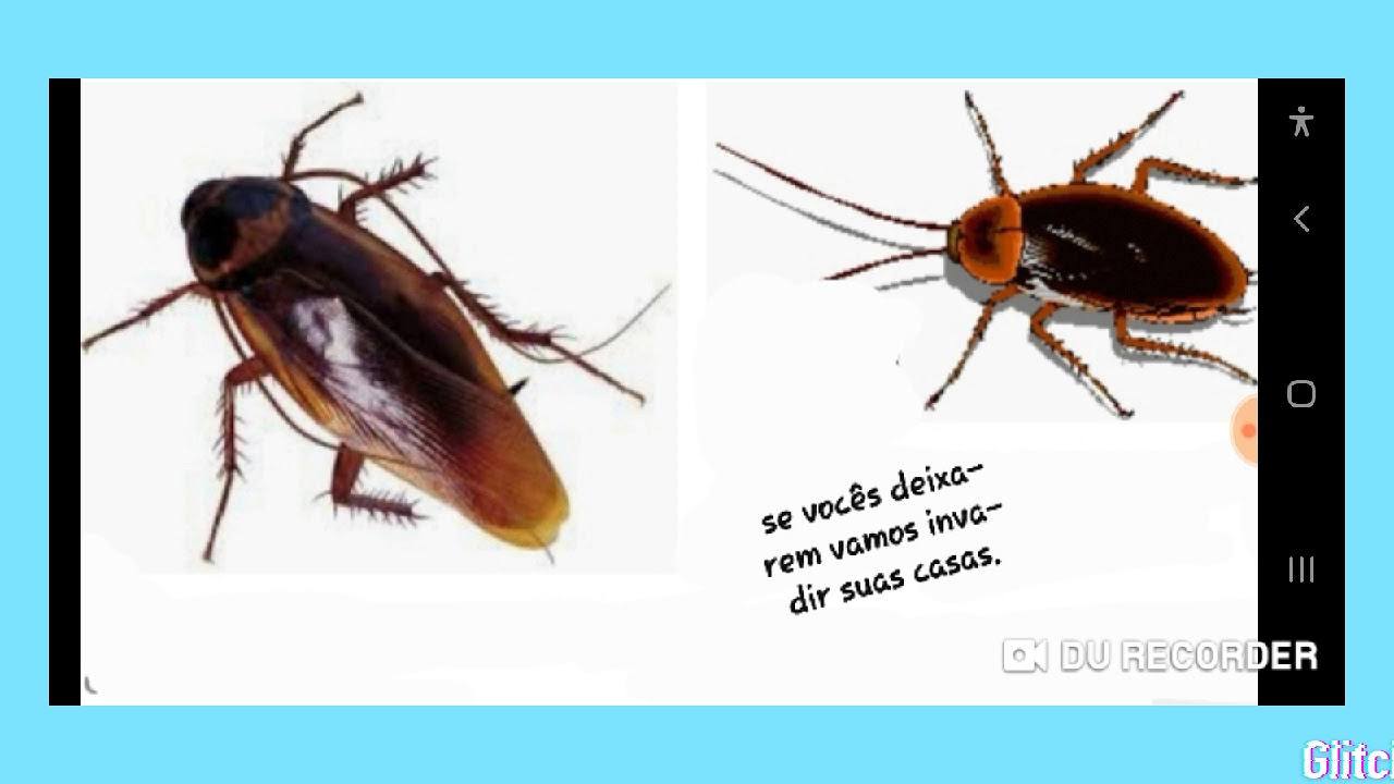 Doenças Causadas Por Barata - NAZAEDU
