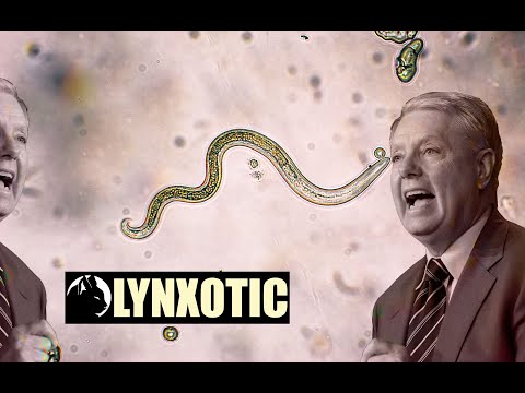 Political infestation - Lindsey Graham shown as 'Parasite" in Lincoln Project ad