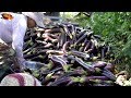 Yummy Cooking Curry Eggplant With Chicken Gizzard Recipe - Kitchen Foods