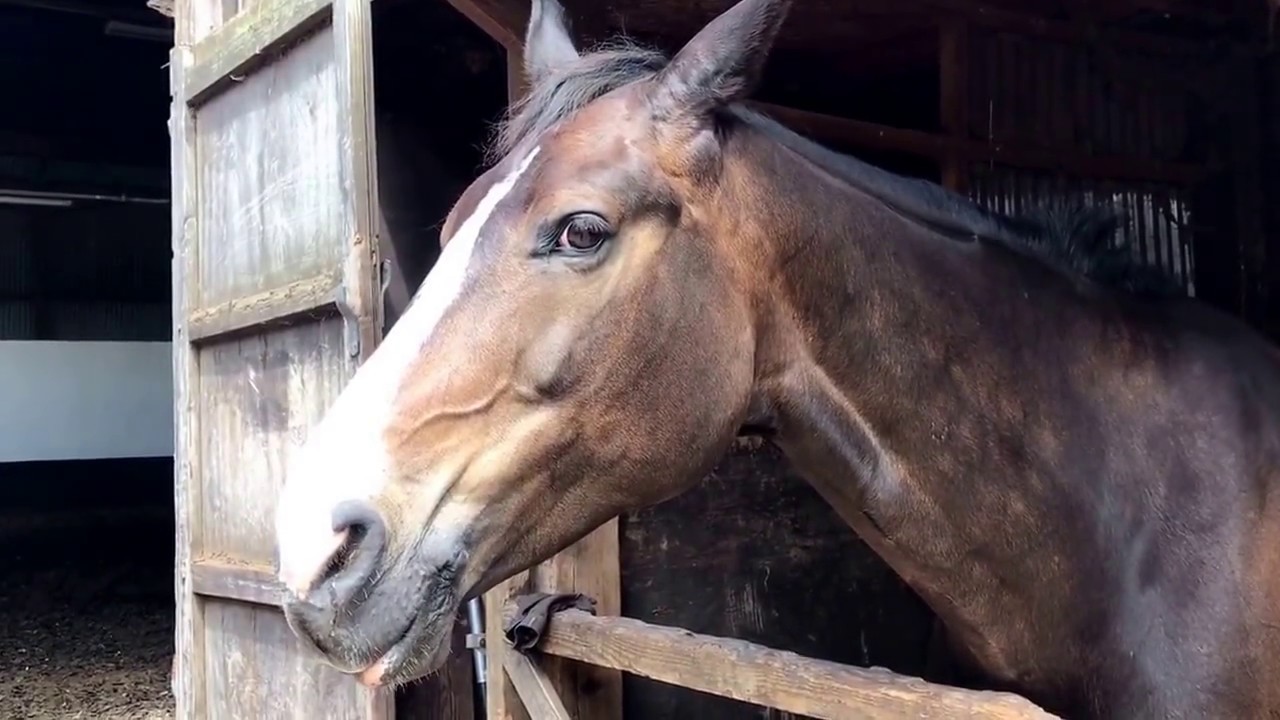 Flash- the horse who sucks extra strong mints.