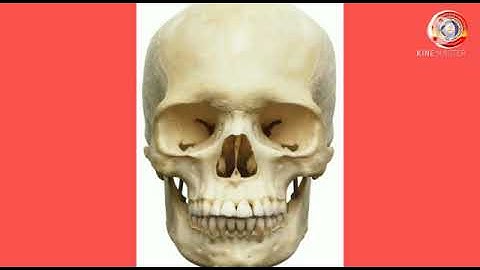 KRSMA#Standard 6 Basic Science Part 2 Chapter 10 For Shape And Strength.