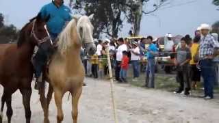 Santa Rita, Carreras de Caballos 2014