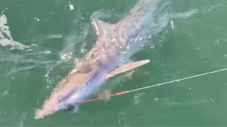 SHARK CAUGHT from SHORE in WALES ❗️ U.K. Sea Fishing