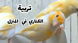 تربية الكناري في المنزل في قفص كبير