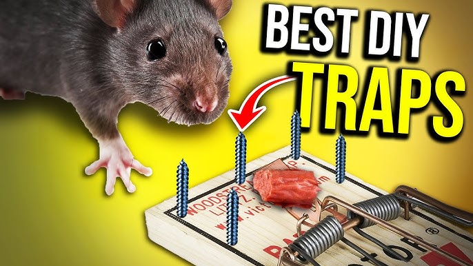 Rat Trap Large Mouse Traps Mouse Traps Indoor For Home - Temu