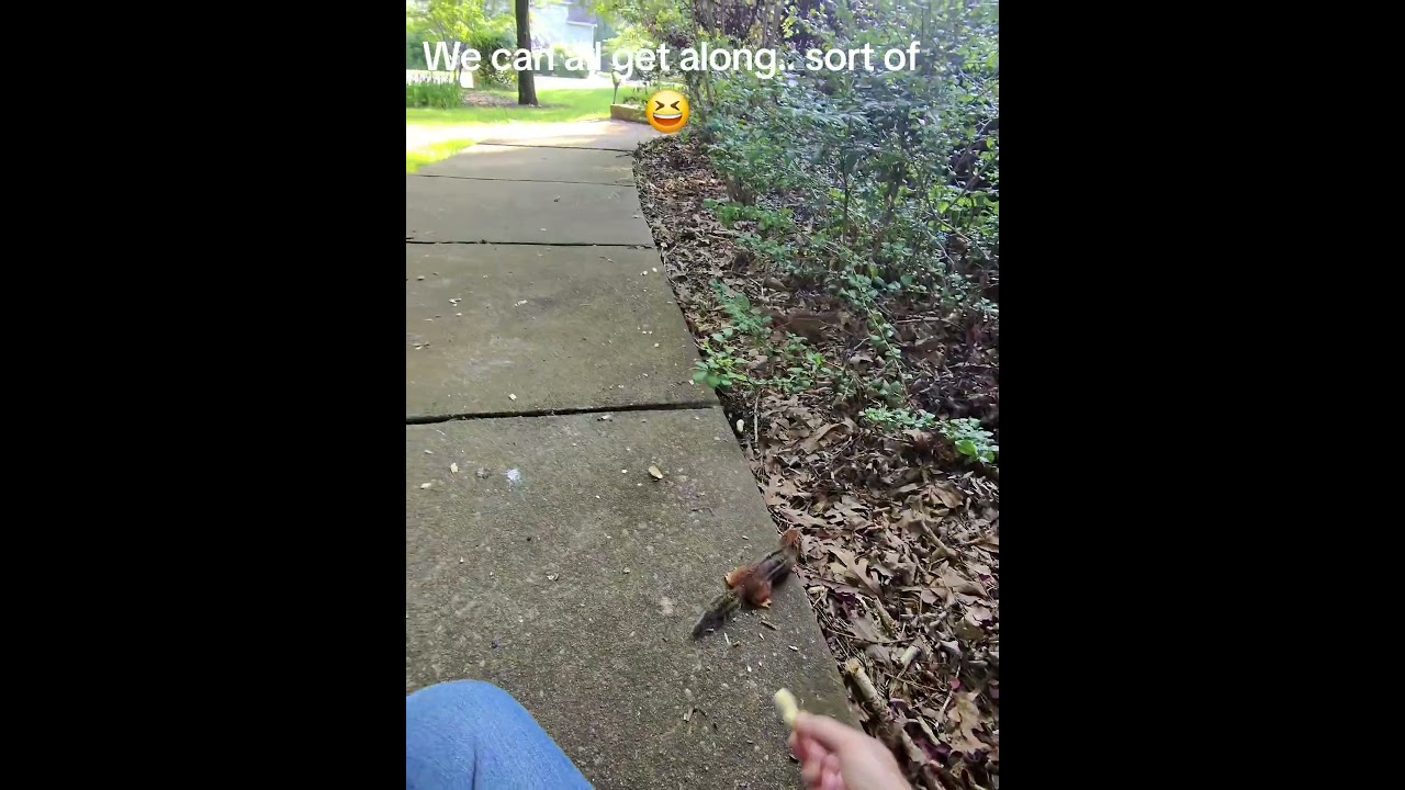 Feeding my chipmunks ❤️ 