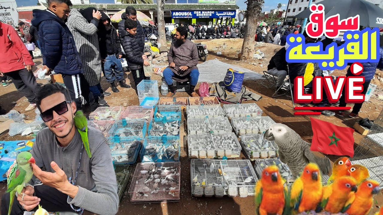 سوق القريعة🔥تعرف على أتمنة مختلف أنواع الطيور حصريا على قناتكم عالم الطيور #سوق_القريعة