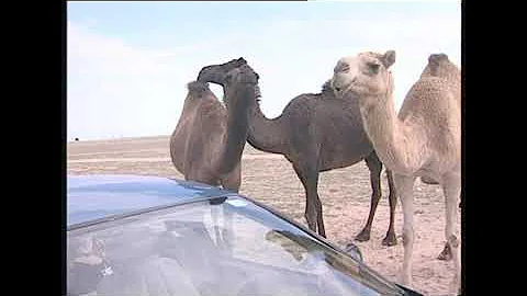 Верблюд одногорбый - Camelus dromedarius - Верблюд одногорбий - Arabian camel