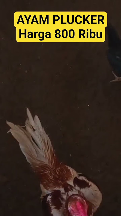 Plucker Chicken price 800 thousand