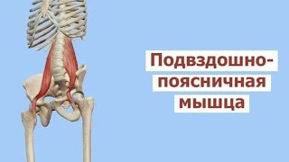 видео: Расслабляем подвздошно поясничной мышцу картинка: Расслабляем подвздошно поясничной мышцу