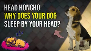 Head Honcho: Why Does Your Dog Sleep by Your Head? 🛏️🐾 by PawsPalace 2 views 3 weeks ago 2 minutes, 23 seconds