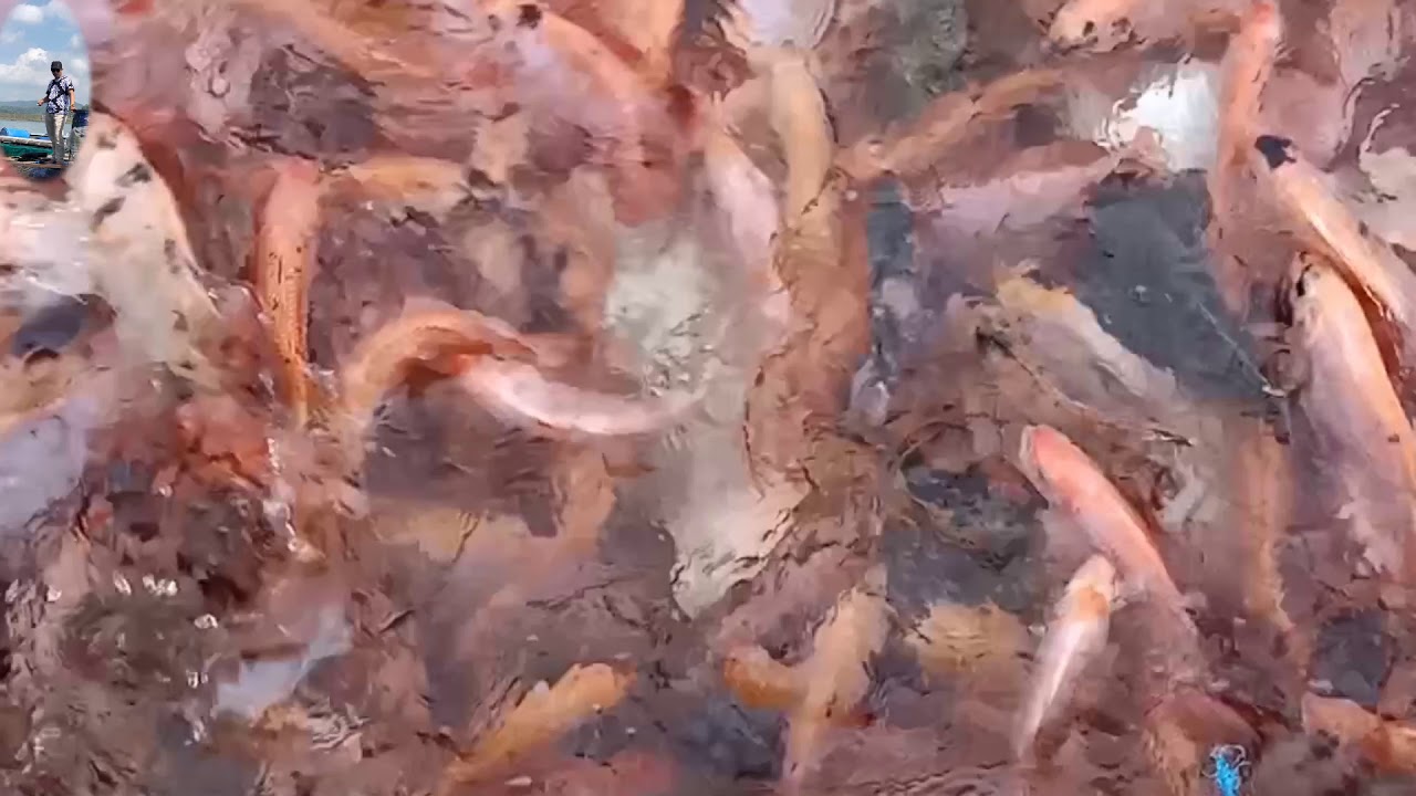 IKAN Nila 20 TON #Waduk Wadaslintang # kolam ikan apung