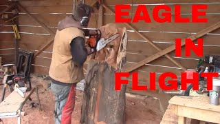 Eagle in flight (timelapse)