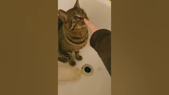 Watch the video about Bathtub cat pt1 #funnycats #catshorts #parakeets #artwork #CaTLoVeRs13