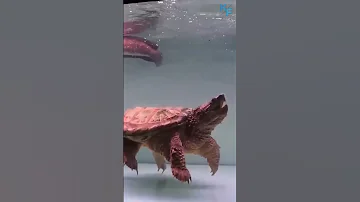 Грифовая черепаха