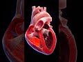 3D Animation | How Blood Flows Through the Heart ❤️ #anatomy #meded #3dmodel