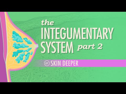 Thumbnail for the embedded element "The Integumentary System, Part 2 - Skin Deeper: Crash Course A&P #7"