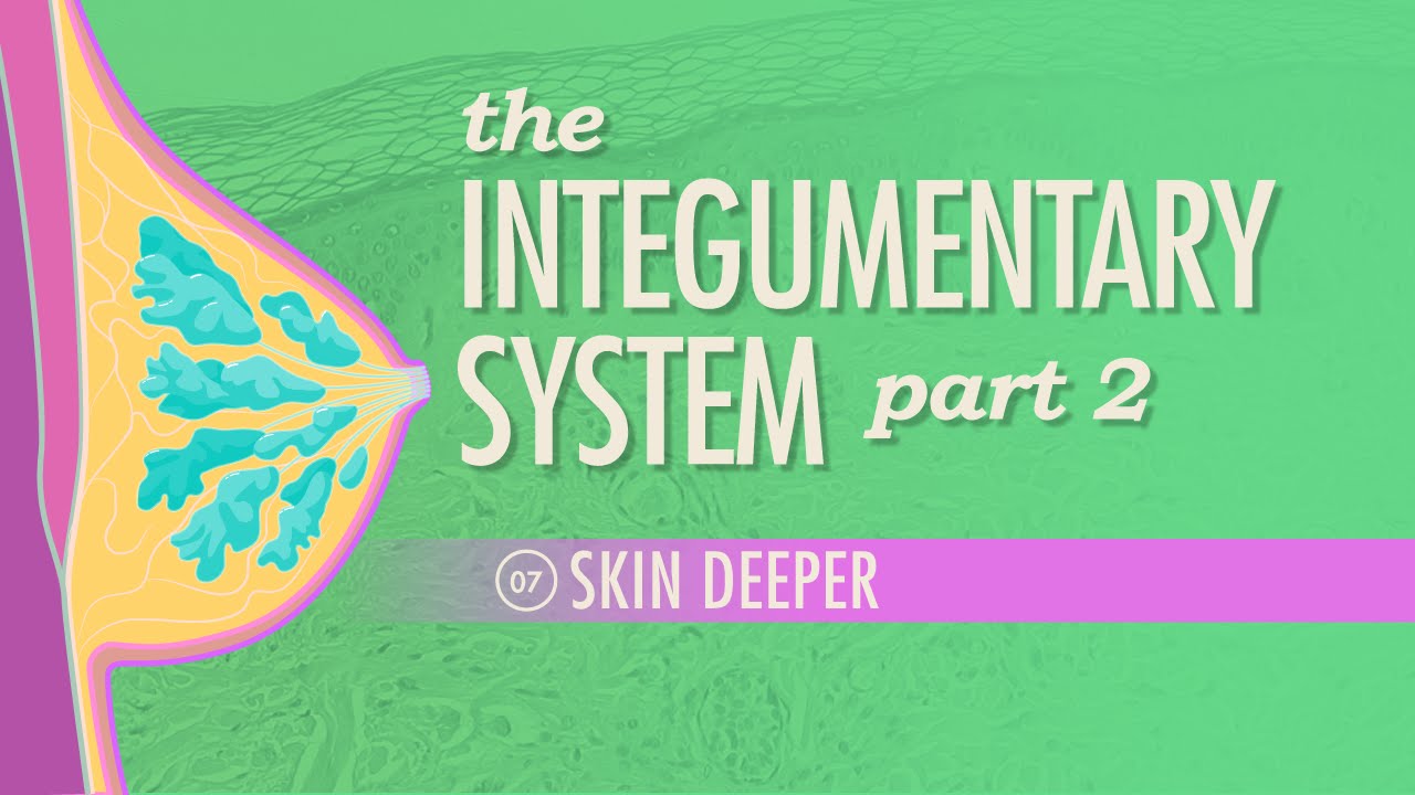 A&P 07: The Integumentary System, Part 2 - Skin Deeper | CrashCourse