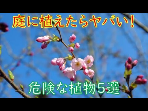 【衝撃】庭に植えたらヤバい！危険な植物５選