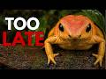 This Frog's Poison Has No Cure