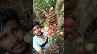       athipalam mountainlife villagefruits
