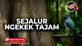 🔴 Tembakan Sejalur Cucak Cungkok Super Gacor Isian Ngekek Tajam Full Speed Rapet