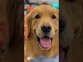 Golden retriever collection #goldenretriever #pets #goldenretreivers #cute #puppy #funny #animals
