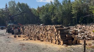 Everything is firing in the woodyard
