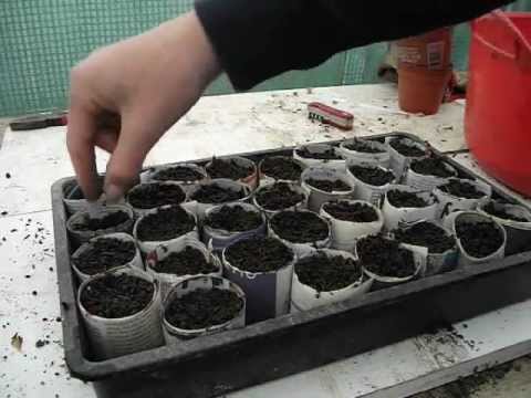 Video: Kaihuas izmantošana dārzos - kā audzēt Caihua pildījuma gurķu augus