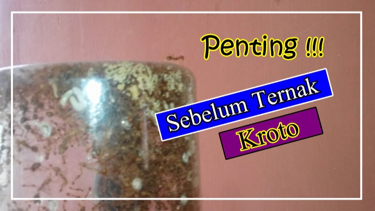 Penting!!! Sebelum Ternak Kroto 