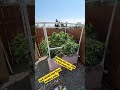 Bubblegum Cannabis Serious Seeds Outdoor Cover For Rain On 4x4 Raised Bed From Empire Pots mp3