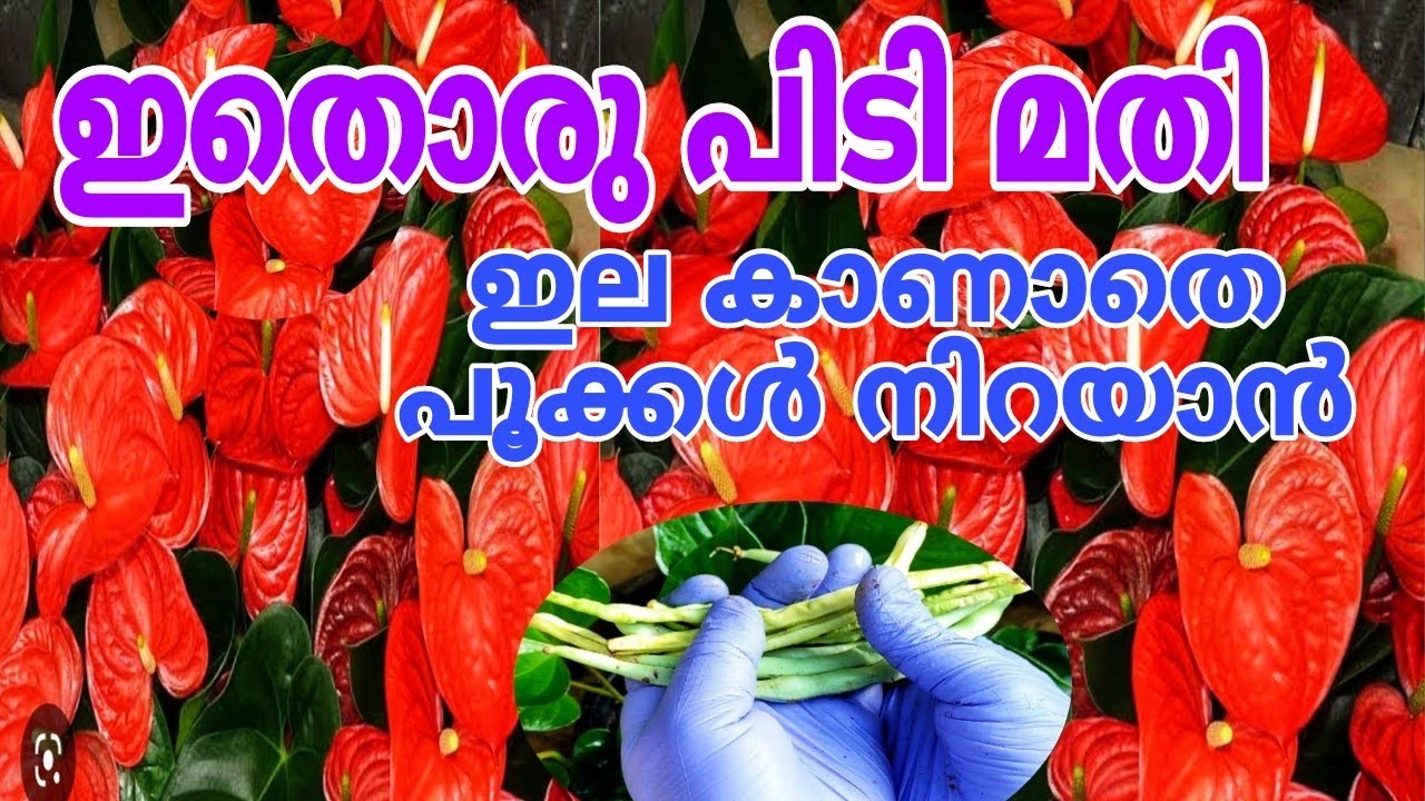 ആന്തൂറിയം ചെടിയിൽ വമ്പൻ റിസൾട്ട് ആദ്യ മണിക്കൂർ തന്നെ Anthurium Plant Care