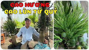 Cây cau hương | Cây cau lùn tứ quý | 0386569374 - Ngọc Ngân Bến Tre | Chuyên cây độc lạ