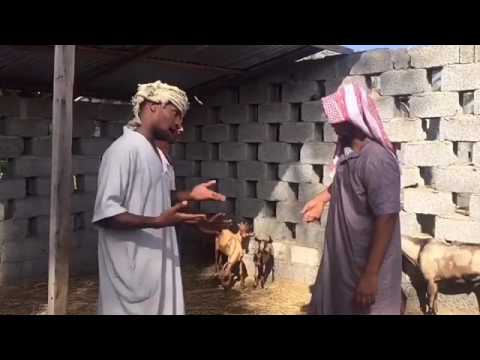 بو بيسه و ابو سعيد 