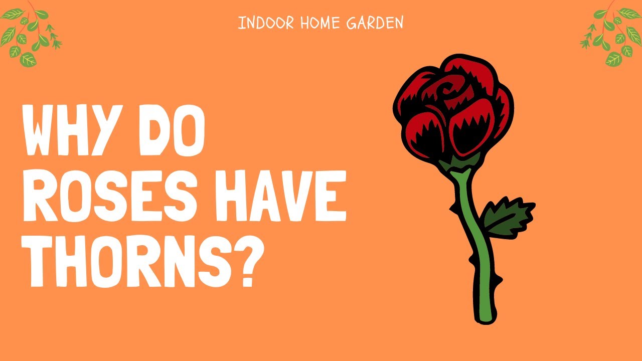 Why Do Roses Have Thorns? YouTube