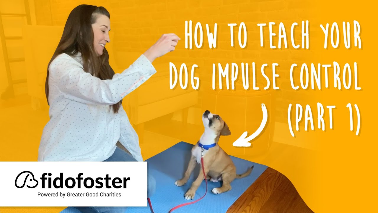 Boredom Busters: 10 Indoor Exercises to Train and Tire Your Dog •  MSPCA-Angell