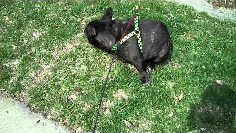 French Bulldog Fart Scare