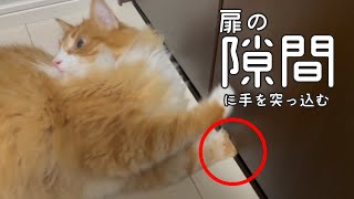 扉を開けたい猫と開けてほしくない飼い主｜ノルウェージャンフォレストキャット by まどろみのノルウェージャン's 93 views 2 years ago 1 minute, 53 seconds