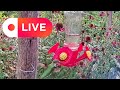 Live Hummingbird feeder in Appalachian Mountains