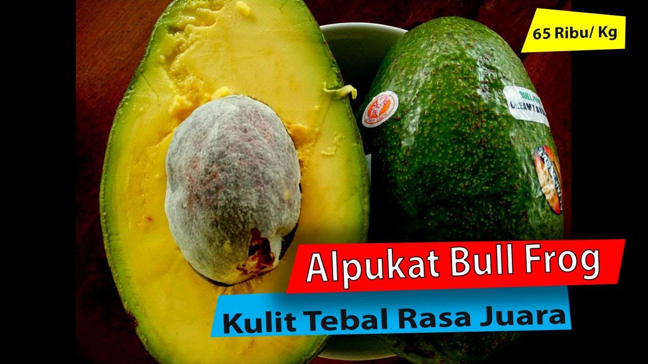 Alpukat Unggul Jenis Hass Pohon Alpukat HASS Berbuah di