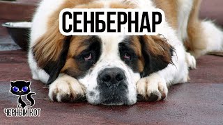 Сенбернар / Интересные факты о собаках Сенбернар / Интересные факты о собаках