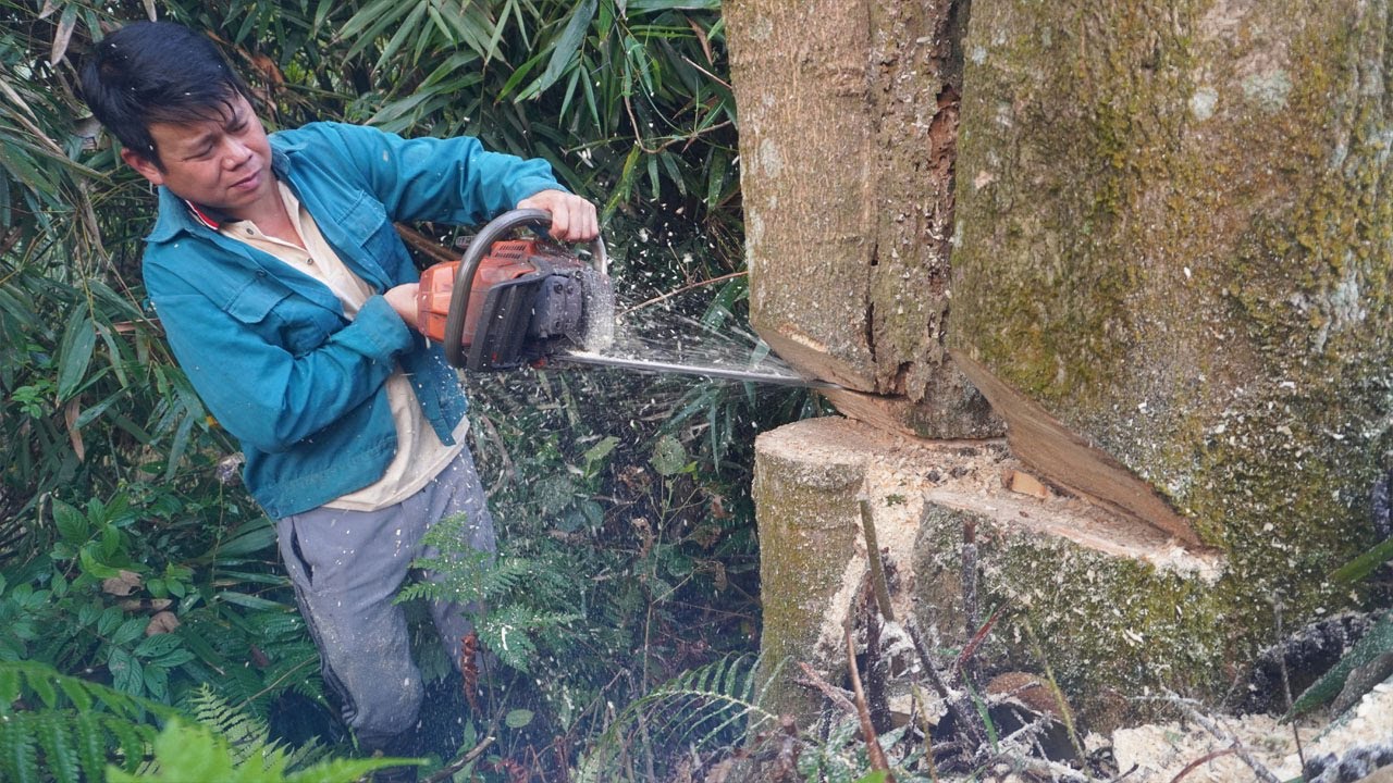Extreme Dangerous Felling 50-year-old Tree Huge Chainsaw Machines ...
