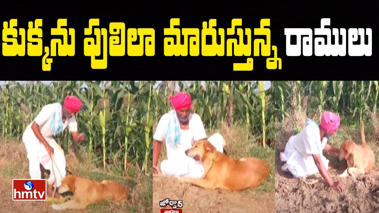 కుక్కను పులిలా మారుస్తున్న రాములు | Dog Into A Tiger | Jordar News | hmtv