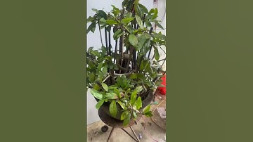 Bonsai dảo hương chân dài giá rẻ LH 0973088985