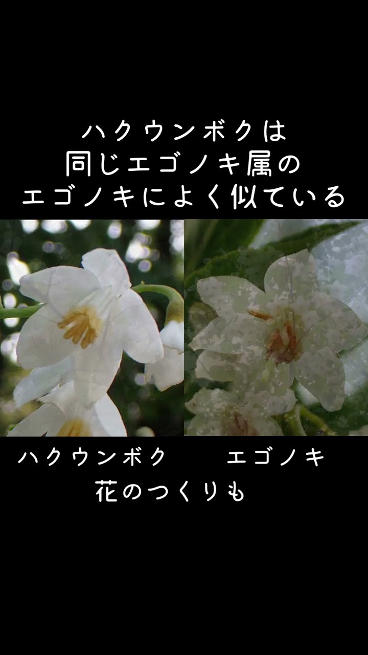 30秒植物紹介【白雲木(ハクウンボク)】 #shorts #30秒植物紹介