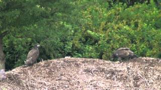 Decorah Eagles Picnic 6-23-2012