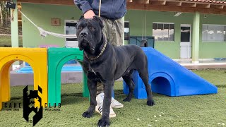 NATHAN - MACHO PRETO DE CANE CORSO